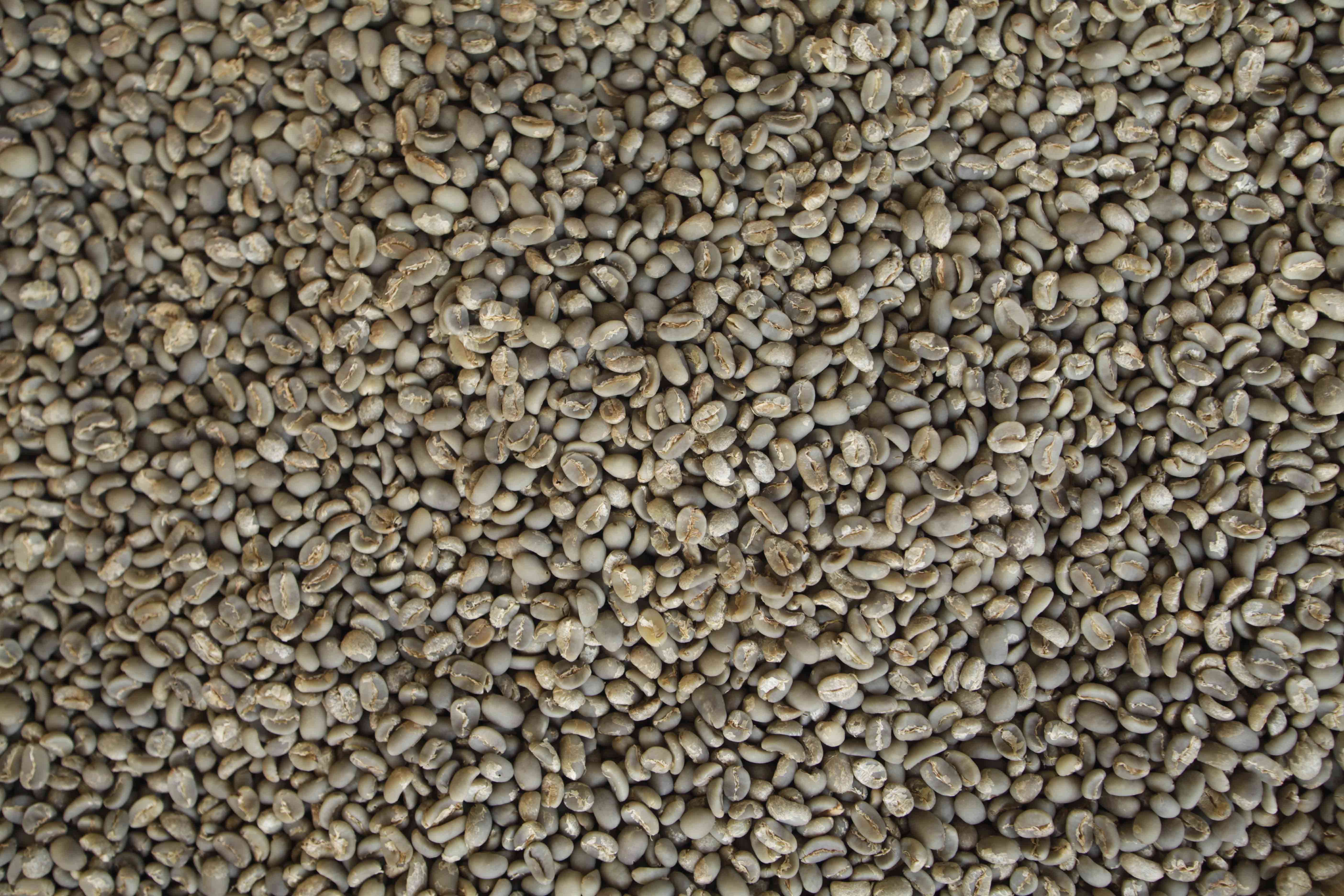 Gayo